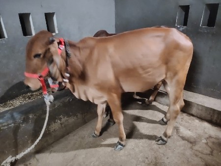 ઓડકી વેચવા ની છે