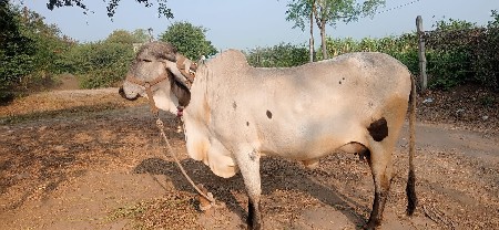 थंबनेल 3