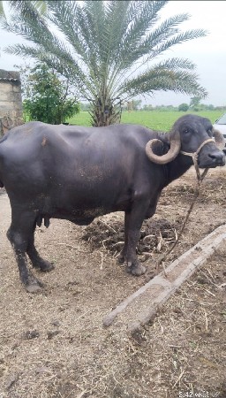 थंबनेल 1