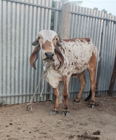 થંબનેલ 2