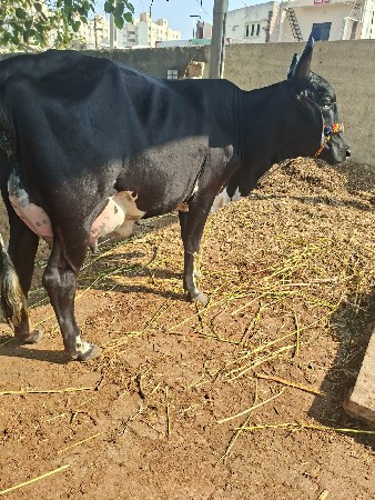 થંબનેલ 3