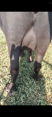 ભેંસ વેચવાની છે બીજી વેતર