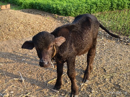 પાડી વેસવની છે