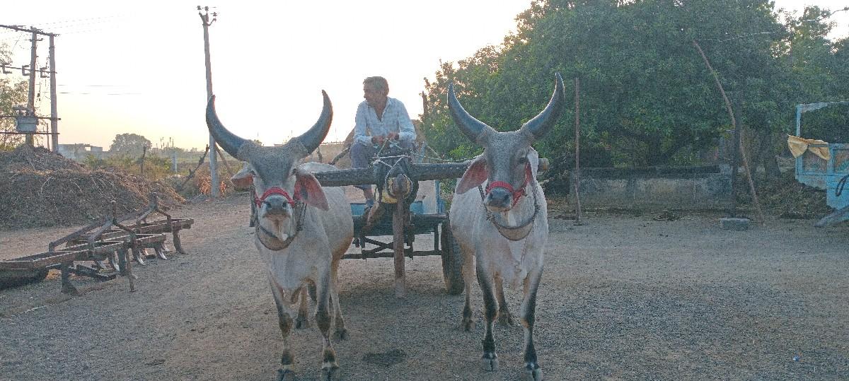 थंबनेल 3