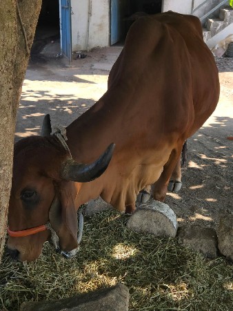 ગાય વેચવાની છે