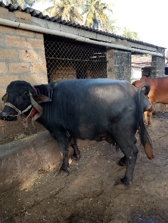 થંબનેલ 3