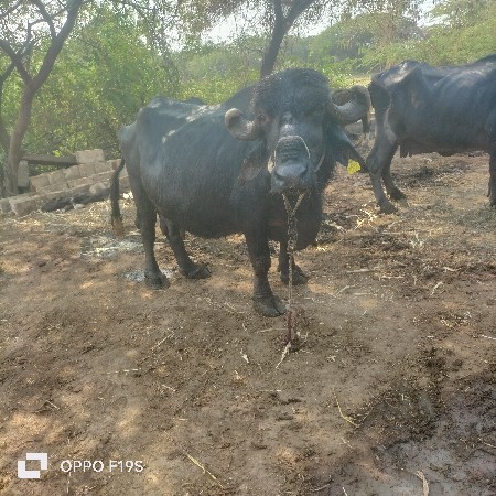 ભેંસ વેચવાની છે