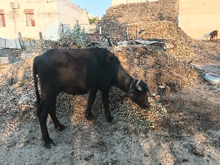 પાડી દેવાની છે