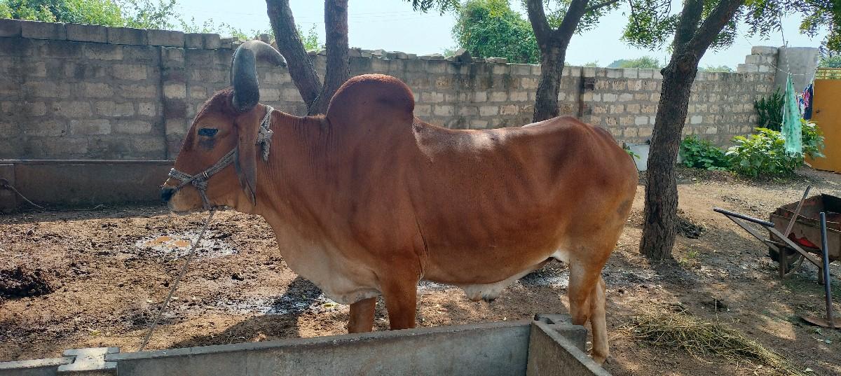5-6 ધરન
