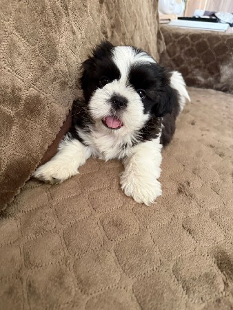 કુતરોવેચવાનોશે