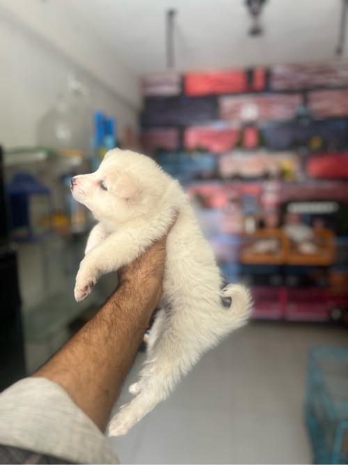 થંબનેલ 2