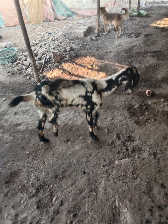 પાઠ વેસવાની છે