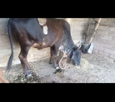 વિયાવા માં 25 દિવસ ની વાર