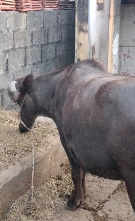 थंबनेल 2