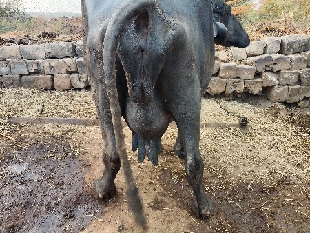 थंबनेल 2