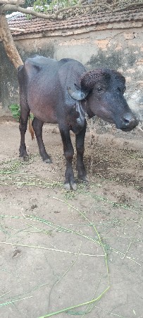 પાડી વેચવાની છે