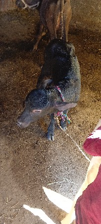 થંબનેલ 2