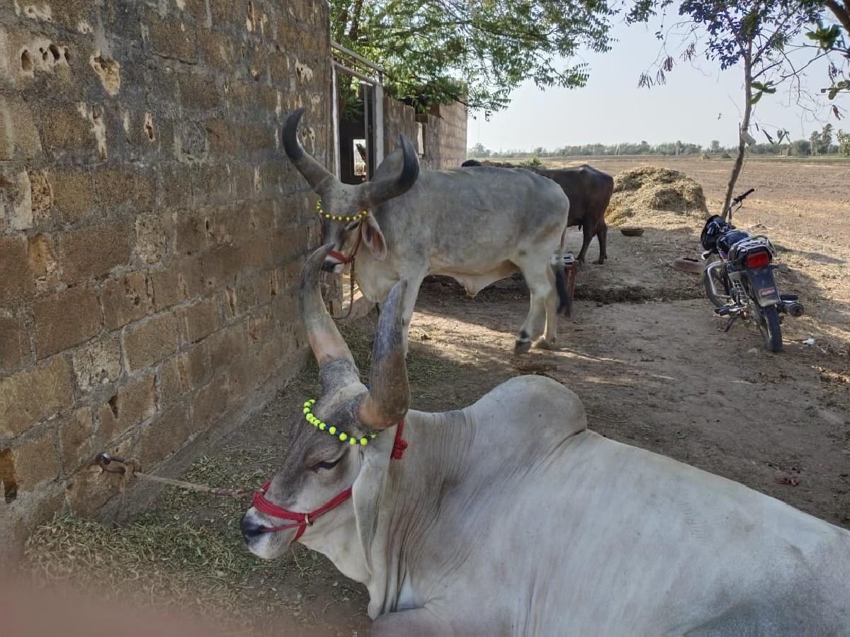 બળદ વેચવાના છે