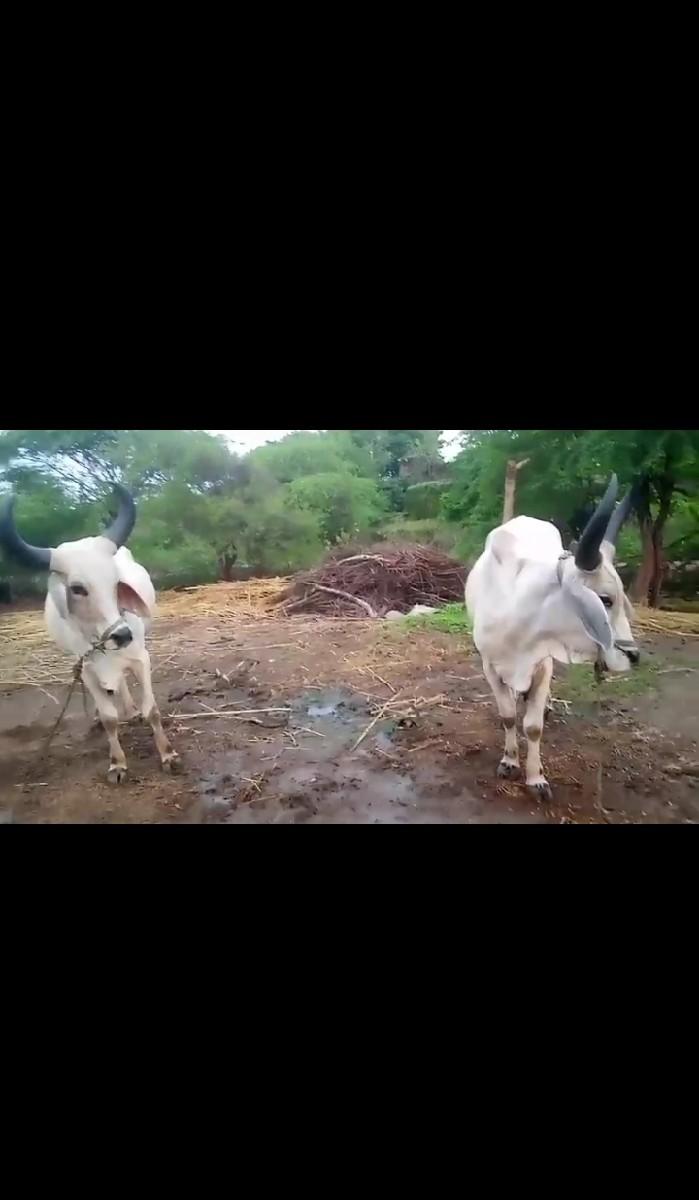 થંબનેલ 3