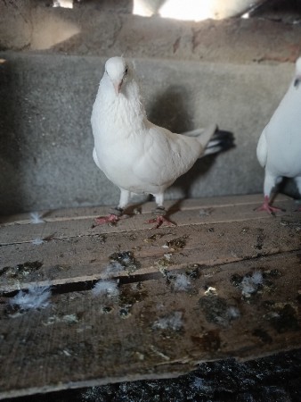 થંબનેલ 2