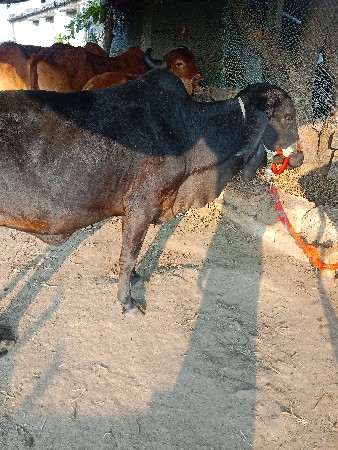 थंबनेल 3