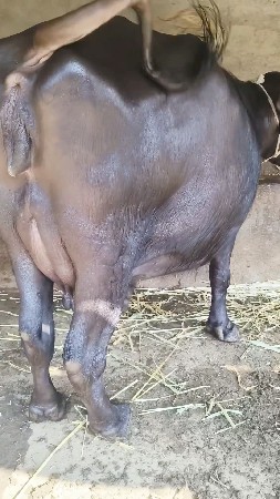 થંબનેલ 5