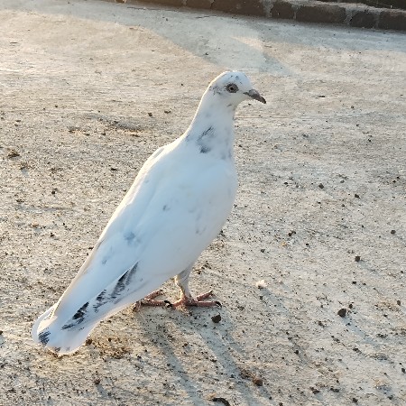 थंबनेल 2