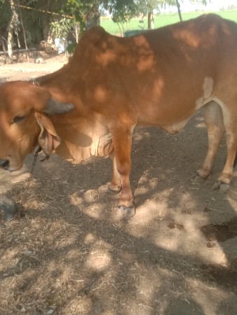 વેચવાની છે વોડકી