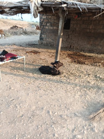 ભેંસ વેચવાની છે