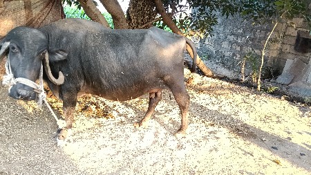 થંબનેલ 3