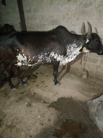 વાછડી જોડે સાટા કરવા ના છે