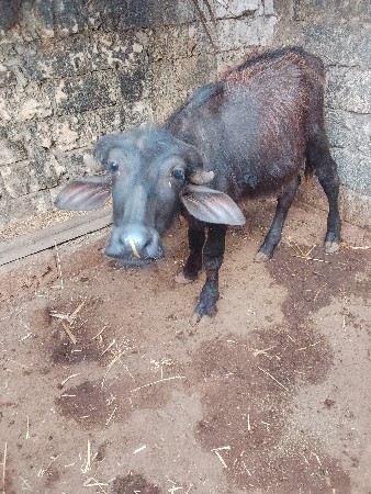 પાર્ટી વેચવાની છે