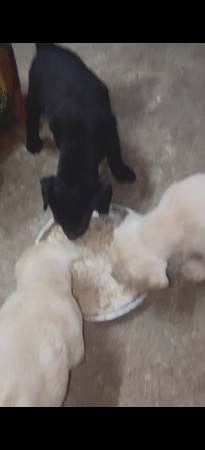 Rajkot aavi ne lay javu