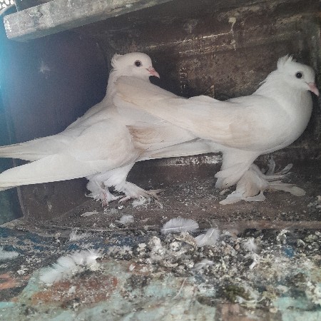 थंबनेल 3