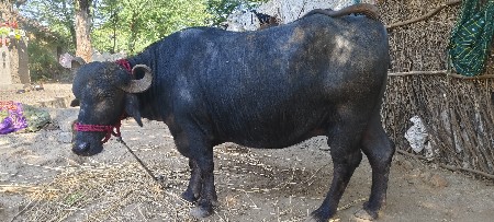 વેચવાની