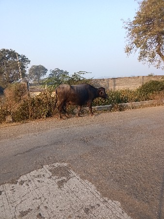 थंबनेल 2