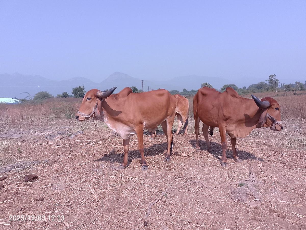 થંબનેલ 3