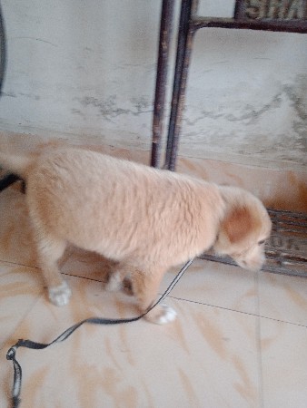 dog female vechwani Che