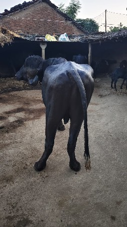 થંબનેલ 3