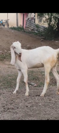 3 રાજસ્થાની બકરી.