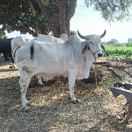 થંબનેલ 3