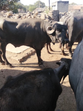 થંબનેલ 2