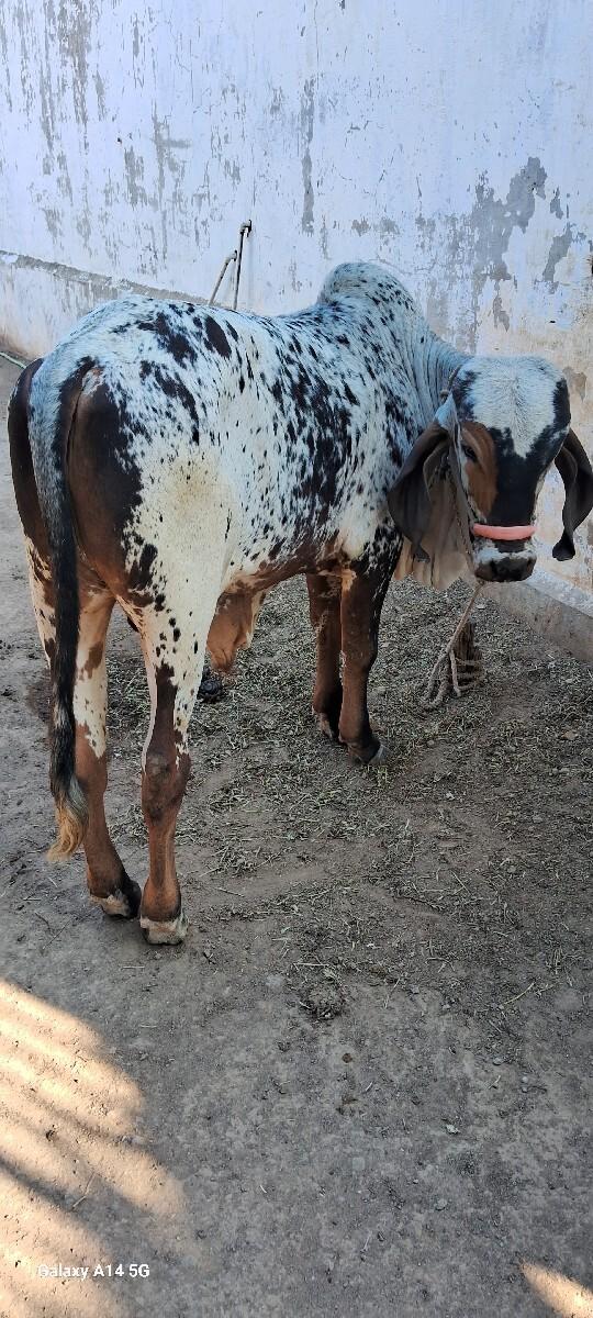 थंबनेल 3