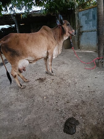 ગાય વેચવાની છે