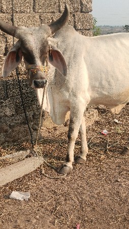 थंबनेल 2