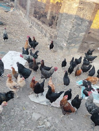 થંબનેલ 3