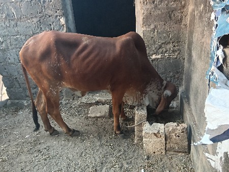 ગીર ગાય વેચવાની સે