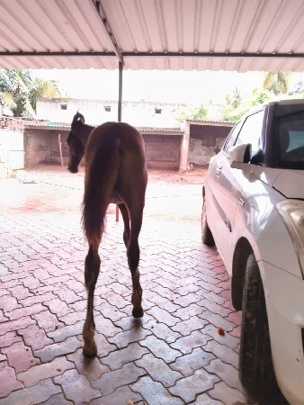 વચેરુ વેચવાનું છે