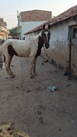 ધોડી. વેચવાનીછે