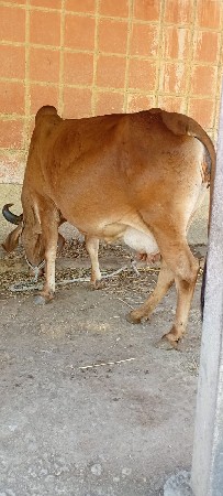 થંબનેલ 2